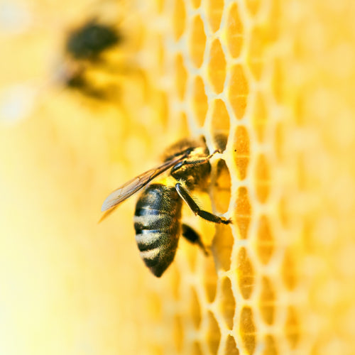 Acacia Raw Honey
